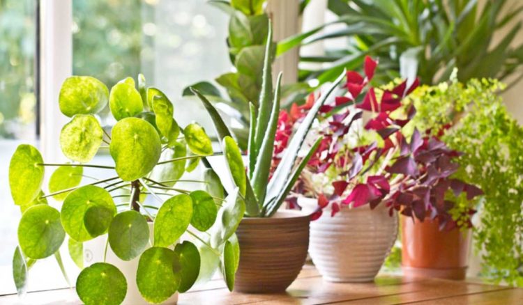 ¿Las plantas se enferman?