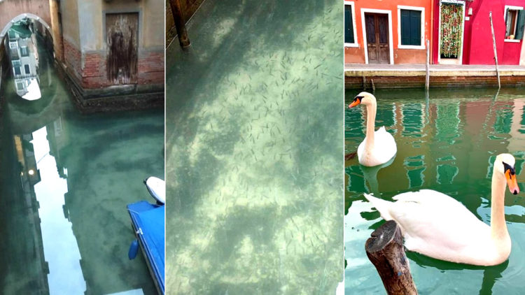 Cuarentena demuestra que el planeta necesitaba un respiro 🌍