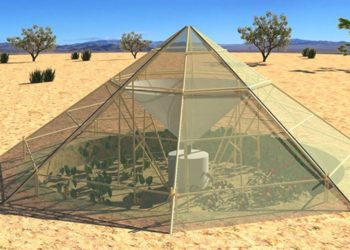 Cultivar plantas en el desierto ya es posible