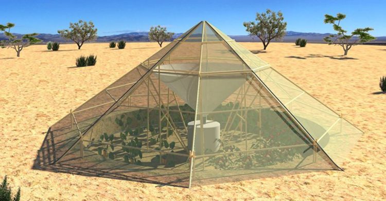 Cultivar plantas en el desierto ya es posible