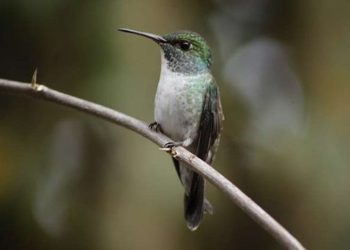 Captan a colibrí que construyó ingenioso nido