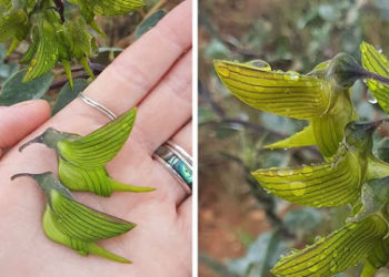 Conoce la flor que tiene hojas que parecen colibrí