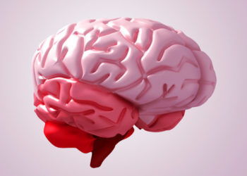 ¿Porque nuestro cerebro tiene pliegues?