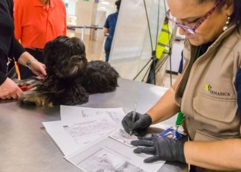 Emiten recomendaciones para prevenir y detectar contagio de COVID-19 en animales