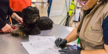 Emiten recomendaciones para prevenir y detectar contagio de COVID-19 en animales