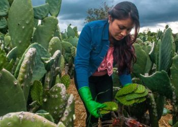 Desarrolla CONAZA proyectos para zonas áridas y semiáridas