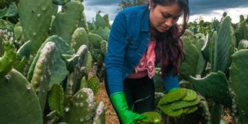 Desarrolla CONAZA proyectos para zonas áridas y semiáridas