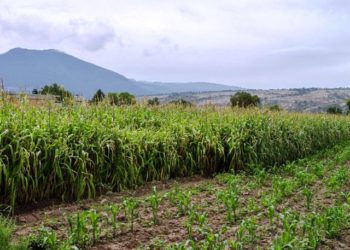 Brinda SEGALMEX certeza a maiceros de Tamaulipas, Chihuahua, Sonora y Sinaloa