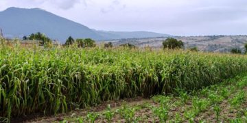 Brinda SEGALMEX certeza a maiceros de Tamaulipas, Chihuahua, Sonora y Sinaloa