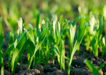 ¿Por donde respiran las plantas?