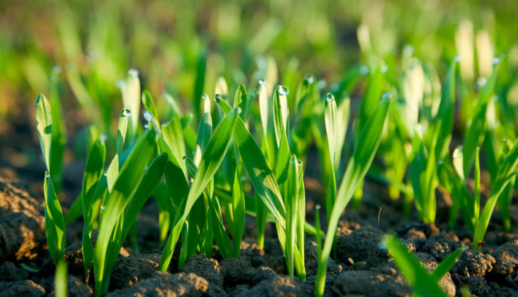 ¿Por donde respiran las plantas?