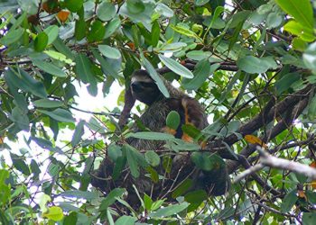 ¿Cual es el animal más lento del mundo?
