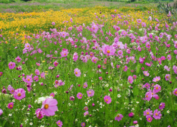 Las flores silvestres y abejas, beneficiados de la cuarentena