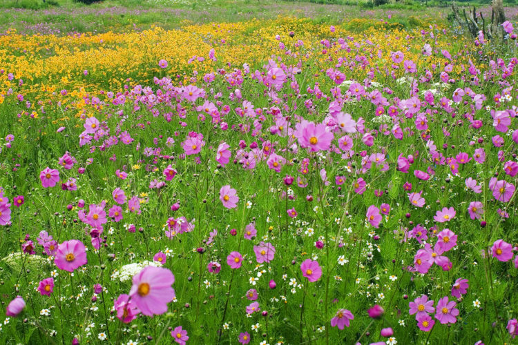 Las flores silvestres y abejas, beneficiados de la cuarentena