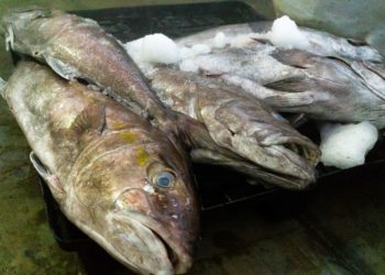 Inicia pesca de todas las especies de mero en el Golfo de México.