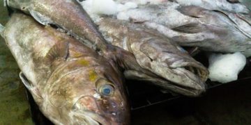 Inicia pesca de todas las especies de mero en el Golfo de México.