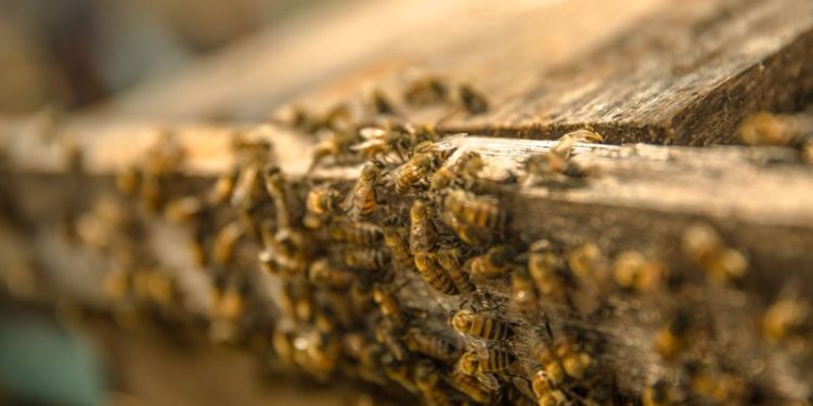 Emiten Norma Oficial para apicultura e impedir fraude al consumidor de miel