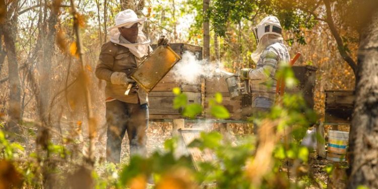 Emiten Norma Oficial para apicultura e impedir fraude al consumidor de miel