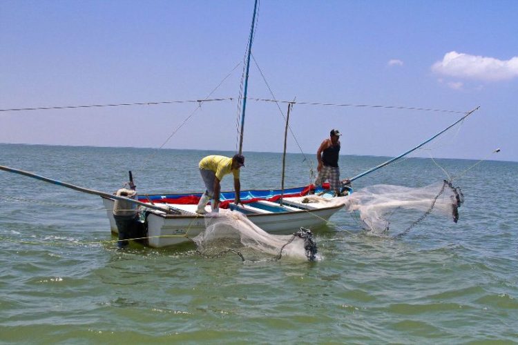 Definen fechas de veda de camarón para el Golfo de México y Mar Caribe