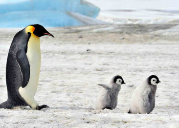 ¿Porqué los pingüinos no pueden volar?