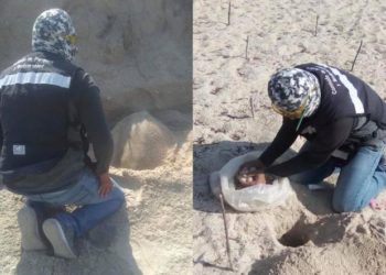 Protegen a tortugas en Tamaulipas