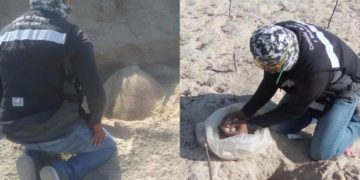 Protegen a tortugas en Tamaulipas