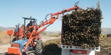 Se suman ingenios y alcoholeras a  elaborar alcohol y gel sanitizante