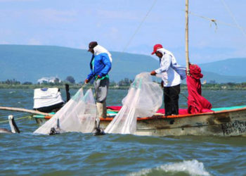 Dan continuidad a las actividades productivas de pesca y acuacultura nacional