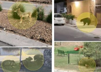 Invade fauna salvaje las calles de Monterrey