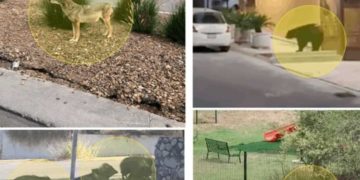 Invade fauna salvaje las calles de Monterrey