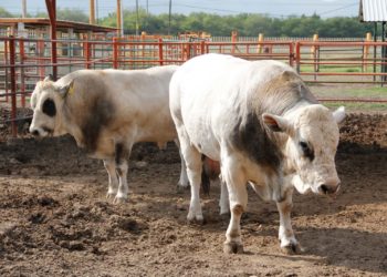 Impulsa la FMVZ-UAT proyecto sobre rabia paralítica bovina