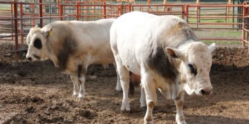 Impulsa la FMVZ-UAT proyecto sobre rabia paralítica bovina