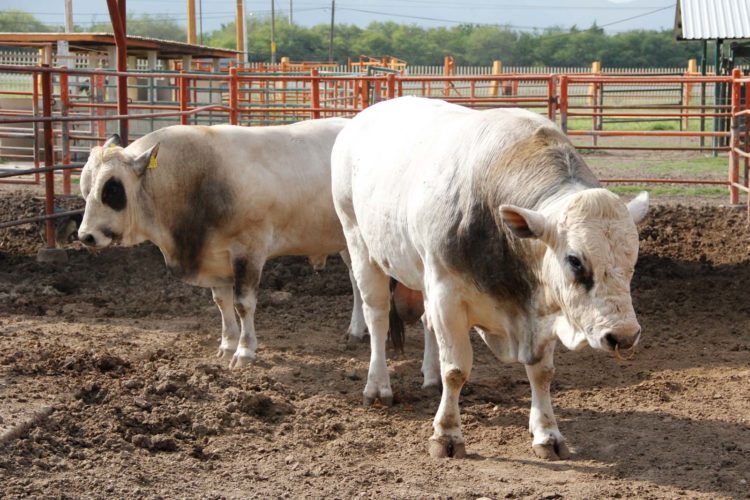 Impulsa la FMVZ-UAT proyecto sobre rabia paralítica bovina