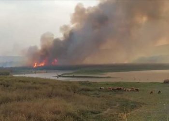 Racha de incendios forestales afectan a Tamaulipas