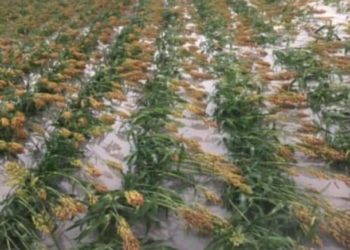 Fuertes lluvias dañan agricultura de Ejidos de Rio Bravo