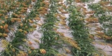 Fuertes lluvias dañan agricultura de Ejidos de Rio Bravo