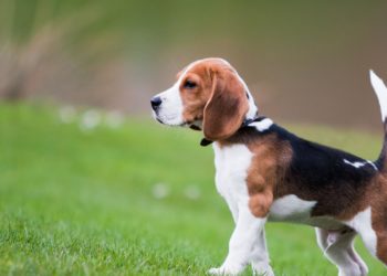 ¿Por qué los perros mueven la cola?