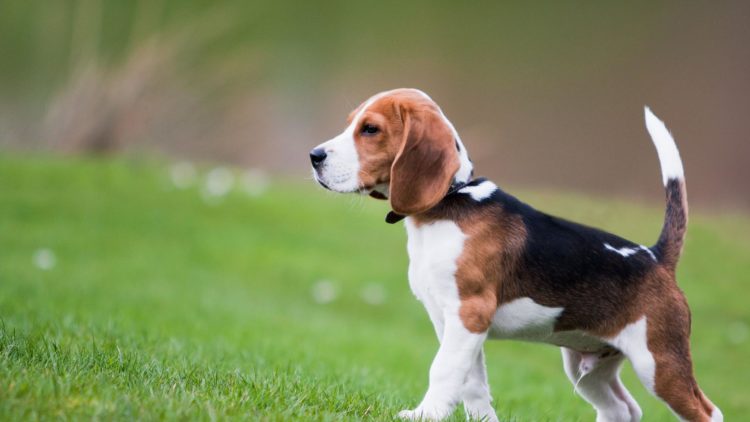 ¿Por qué los perros mueven la cola?