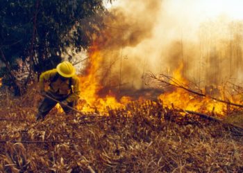 Conafort reporta 50 incendios forestales activos en 18 estados del país