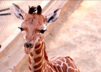 Sedema busca nombre para jirafa bebé