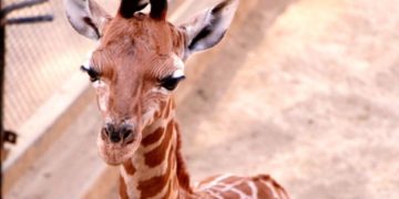 Sedema busca nombre para jirafa bebé