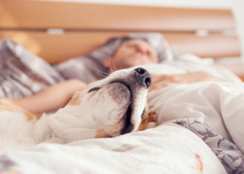 Dormir con tu mascota ¿buena o mala idea?
