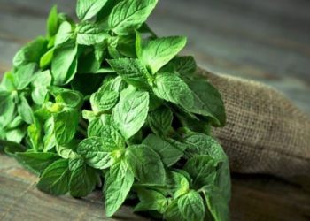 Beneficios de la menta que tal vez no la conocías
