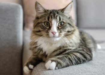 ¿Porque los gatos “amasan”?