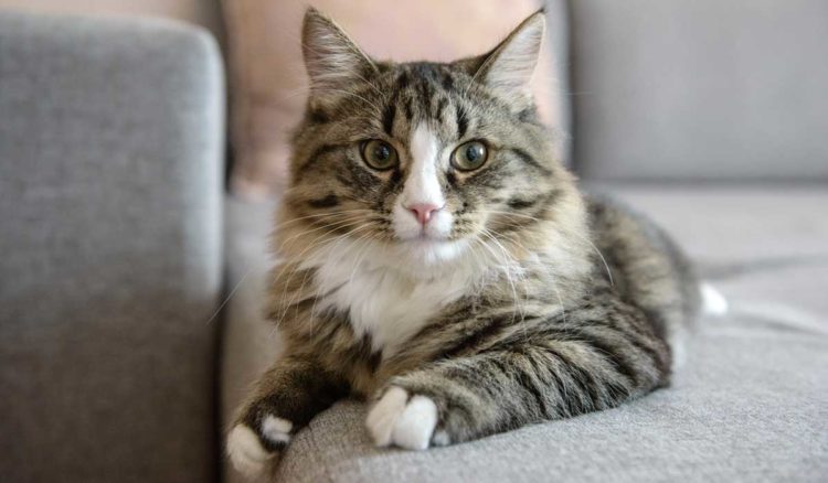 ¿Porque los gatos “amasan”?