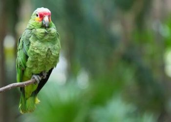 ¿Porqué pueden hablar los loros?