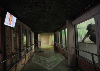 Así matan el aburrimiento estos chimpancés en el zoológico