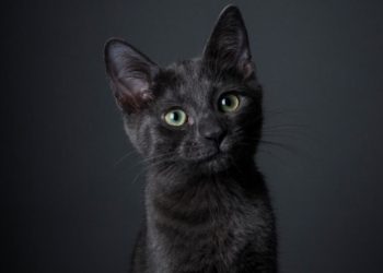 ¿Porque los gatos negros se asocian a la mala suerte?
