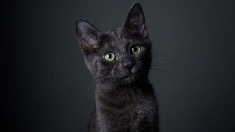 ¿Porque los gatos negros se asocian a la mala suerte?