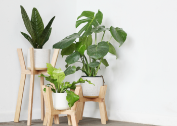 Consejos para cuidar plantas en maceta